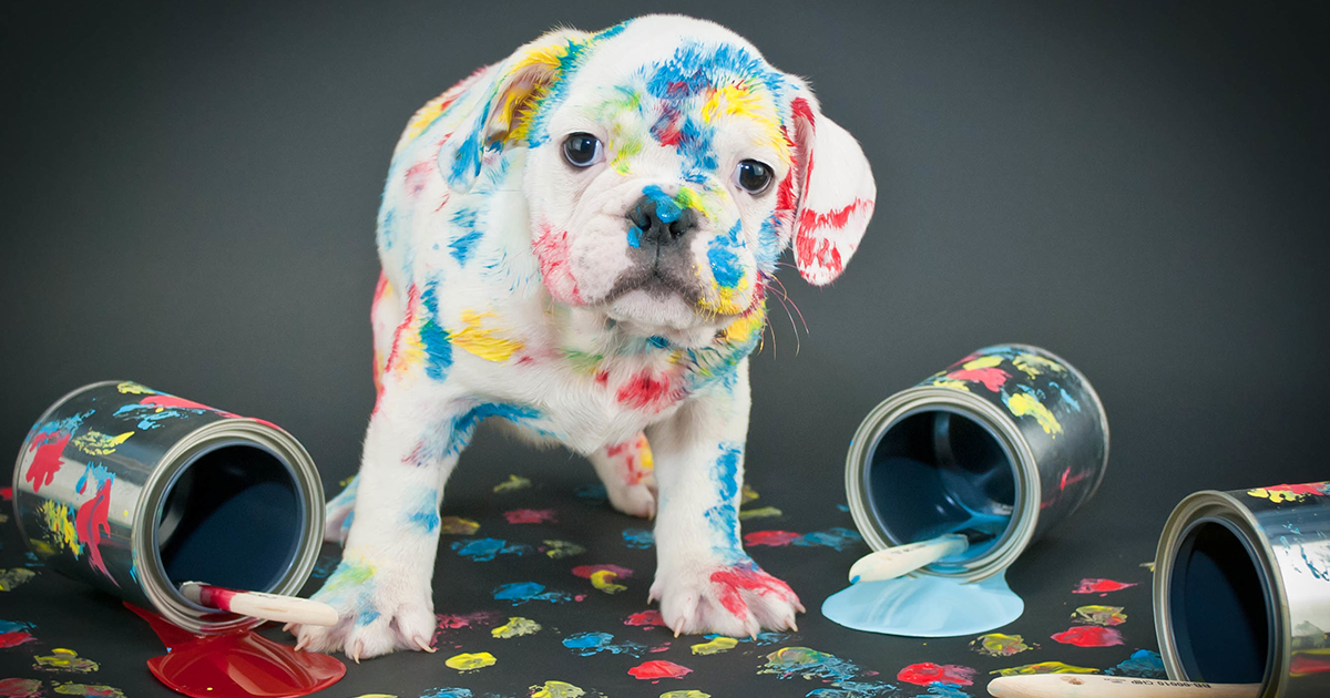 My Pet Walked Through Paint—Now What? How to Decontaminate Your Pet | ASPCA