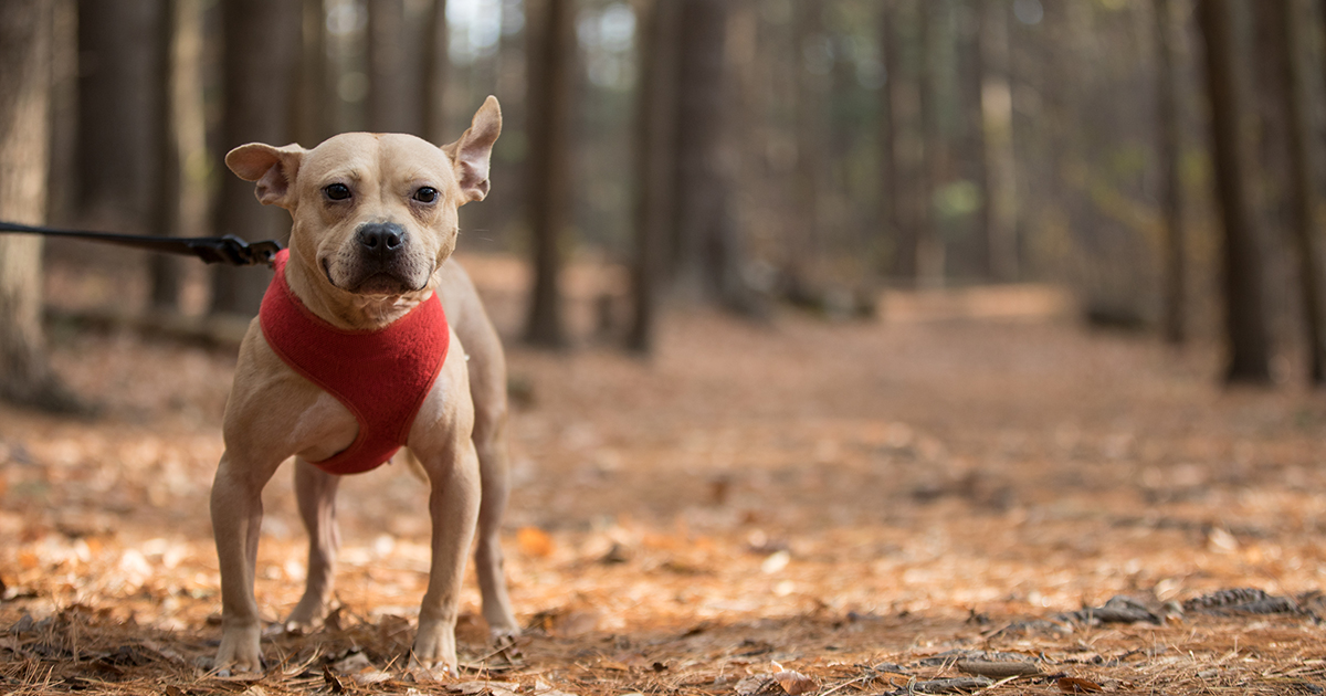 5 Toxic Seasonal Plants You Don T Want Your Pet To Fall For Aspca