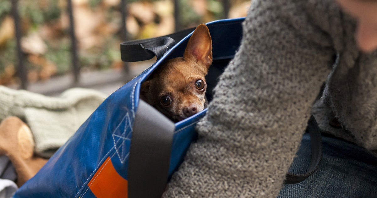 Top Five Tips for Flying with Your Pets ASPCA