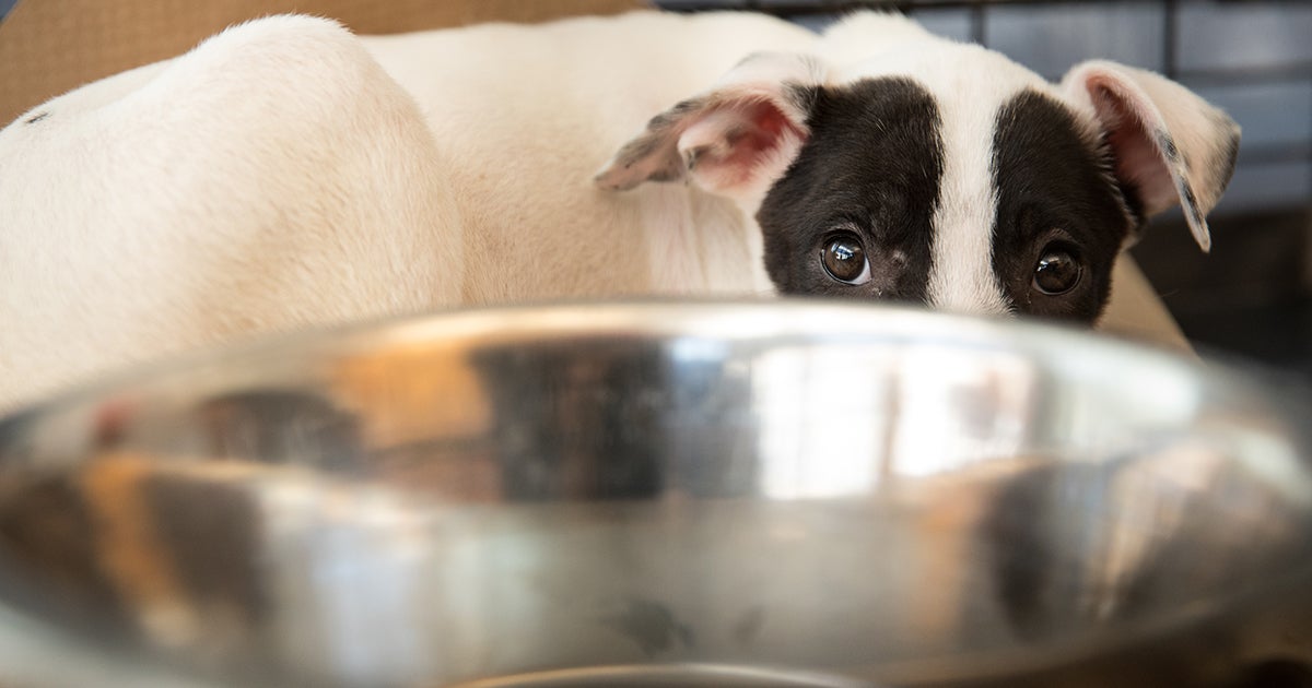 New Pet Food Recalls What You Should Know ASPCA
