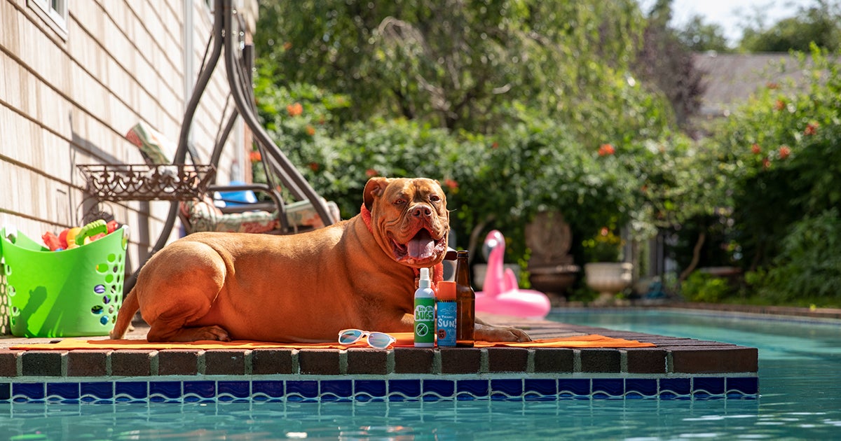 Can Pool Shock Hurt A Dog