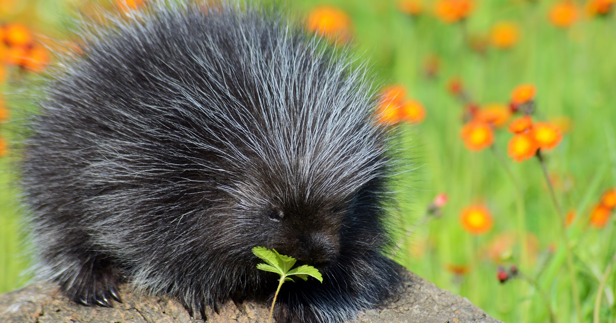 Porcupine Quills Can Kill, Smart News