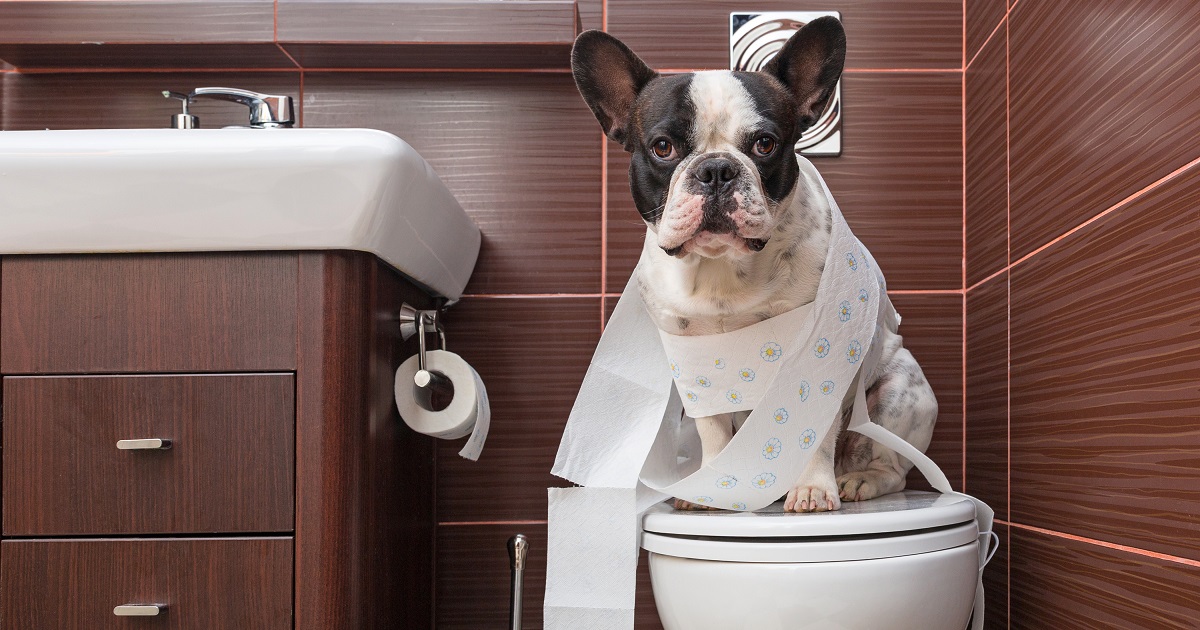 Toilet Bowl Water and Your Pets: The Dangers Aren’t Always Crystal