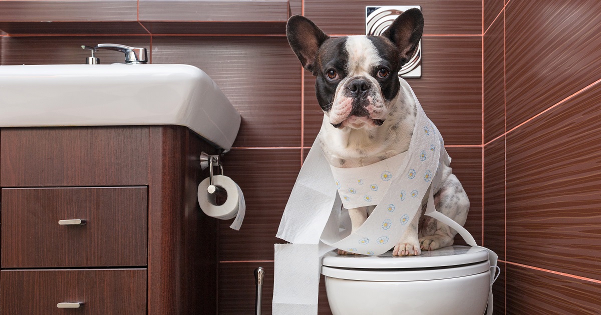 Toilet Bowl Water and Your Pets: The 