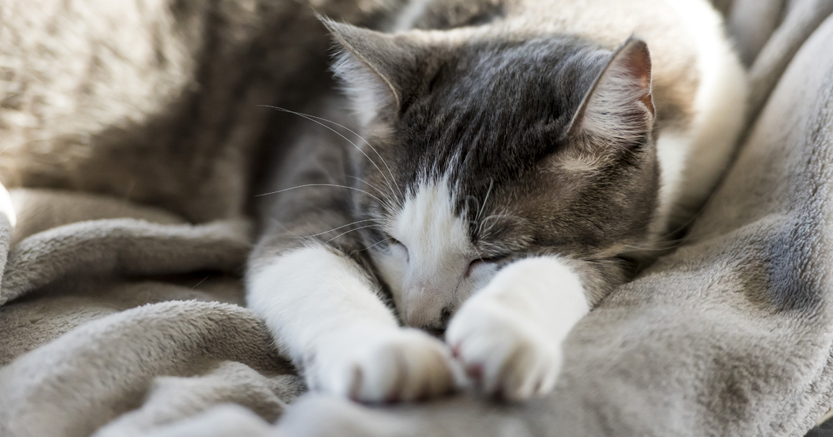 human melatonin for cats