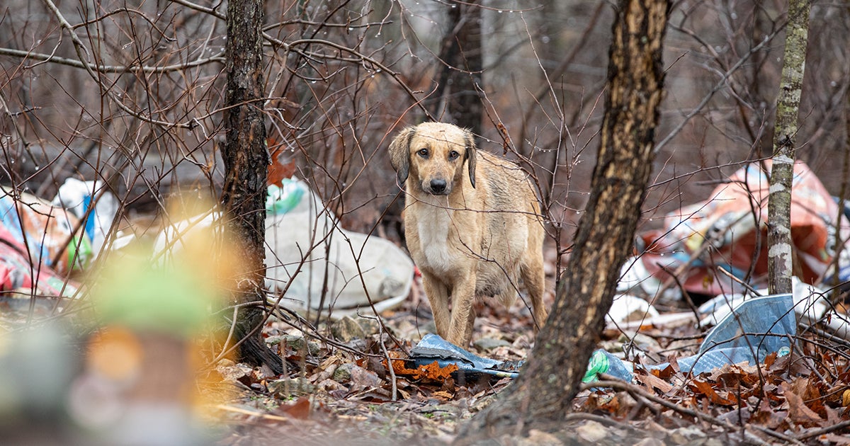ASPCA Removes 29 Dogs from Arkansas Property ASPCA