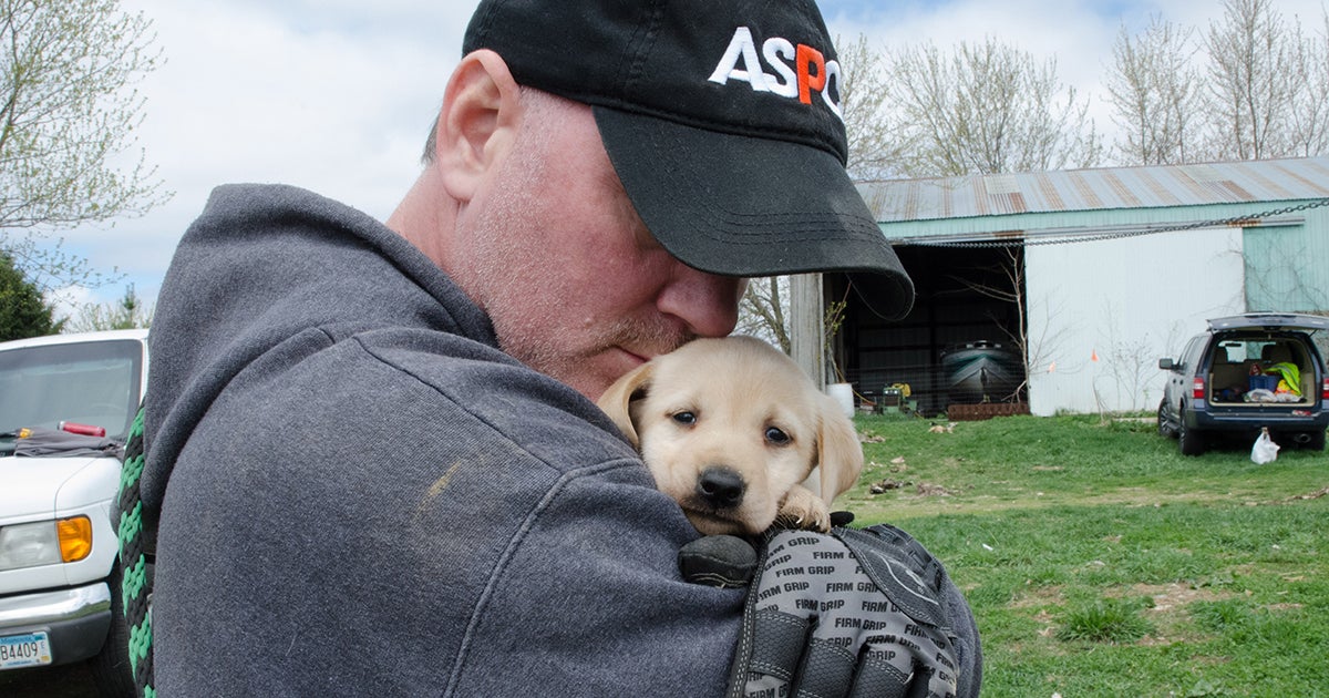 BREAKING NEWS ASPCA Assists in Rescue of Nearly 50 Labradors from