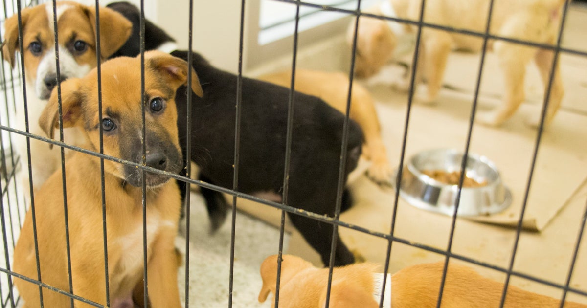 Puppies and People Pay the Price of Commercial Breeding ASPCA