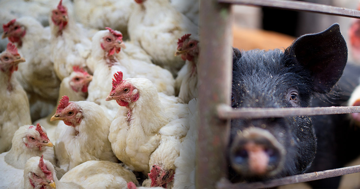 New Investigation Highlights Dangers of HighSpeed Slaughter ASPCA