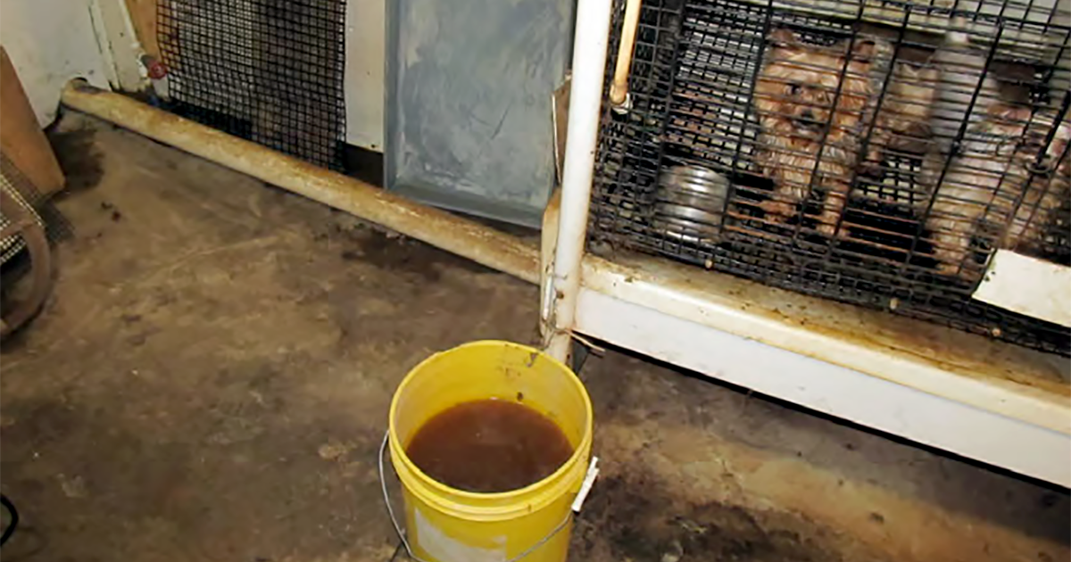 New Overwhelming Documentation of New York Pet Stores Selling Cruelly