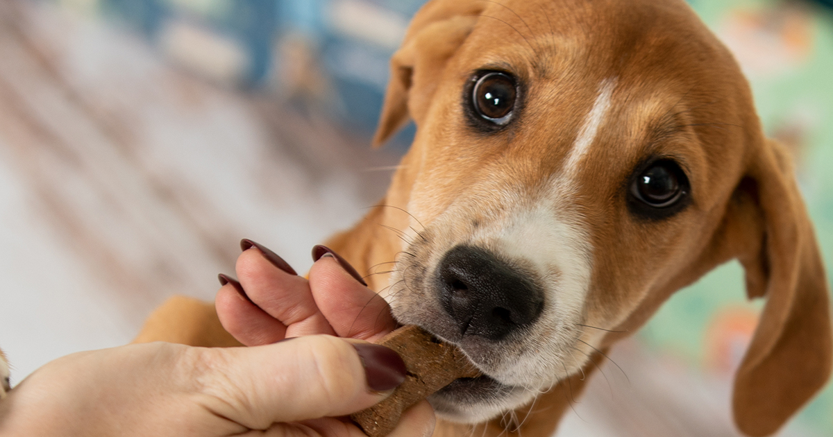 Celebrate National Dog Biscuit Day with Your Favorite Furry Friends