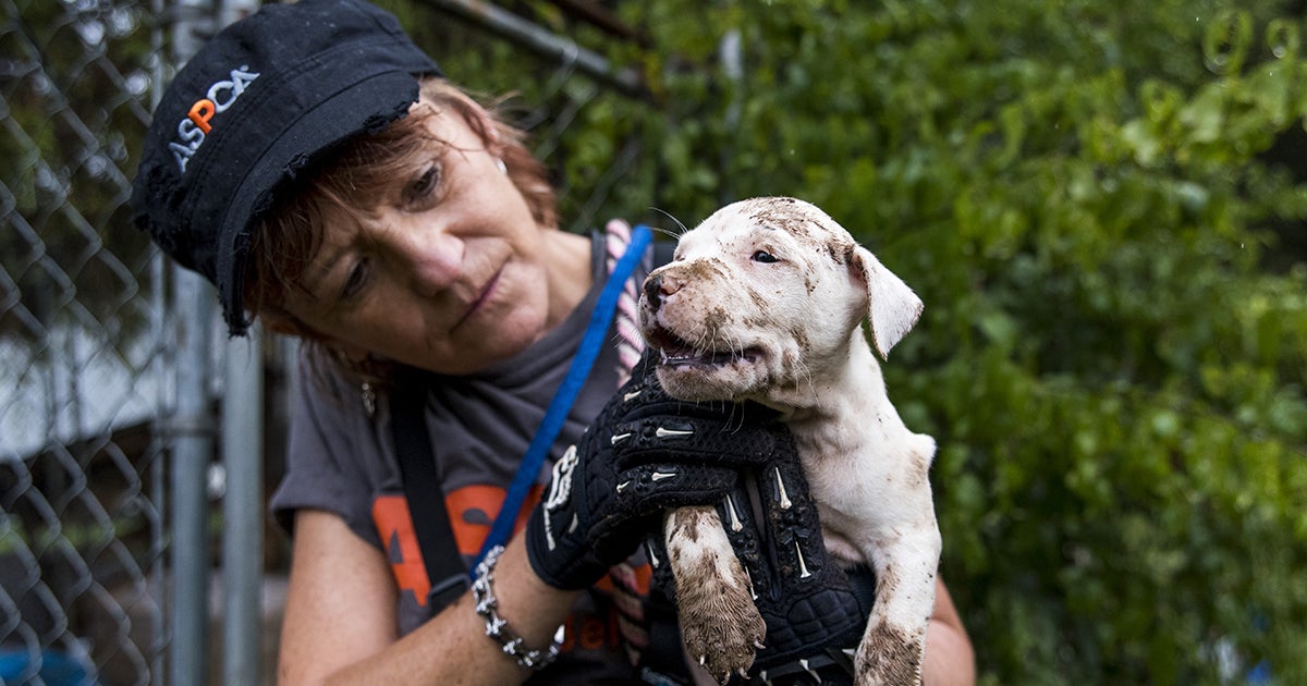 How To Stop Dogs From Fighting Through Fence