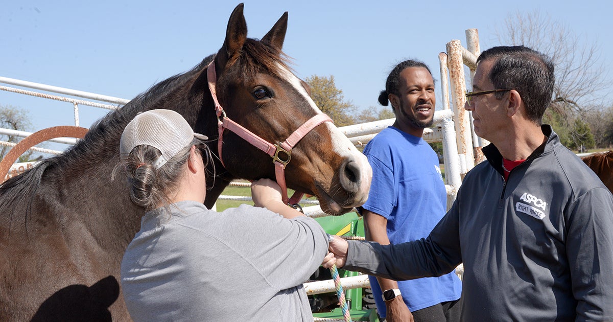 ASPCA Equine Transition & Adoption Center Hosts Two Events in Support ...