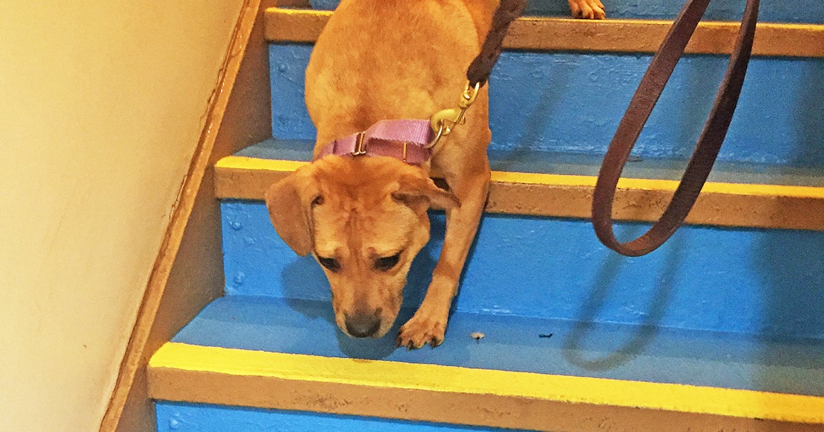 For Fearful Dogs, a Fresh Coat of Paint Makes All the Difference ASPCA