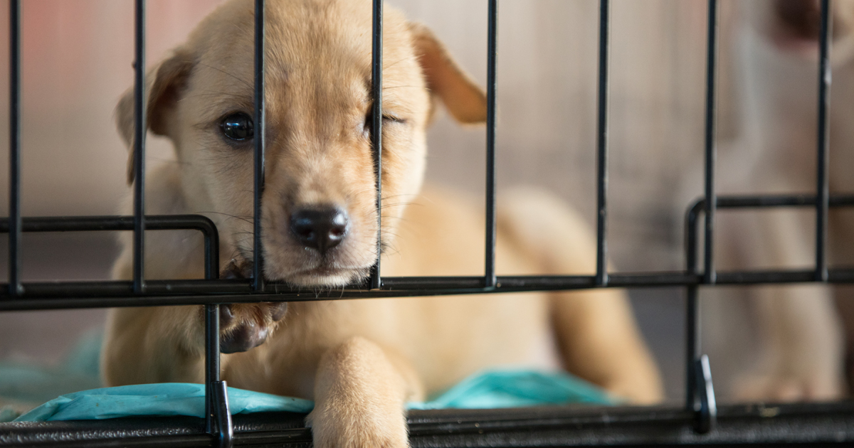 Florida Policymakers Stand Up for Pet Store Puppies | ASPCA