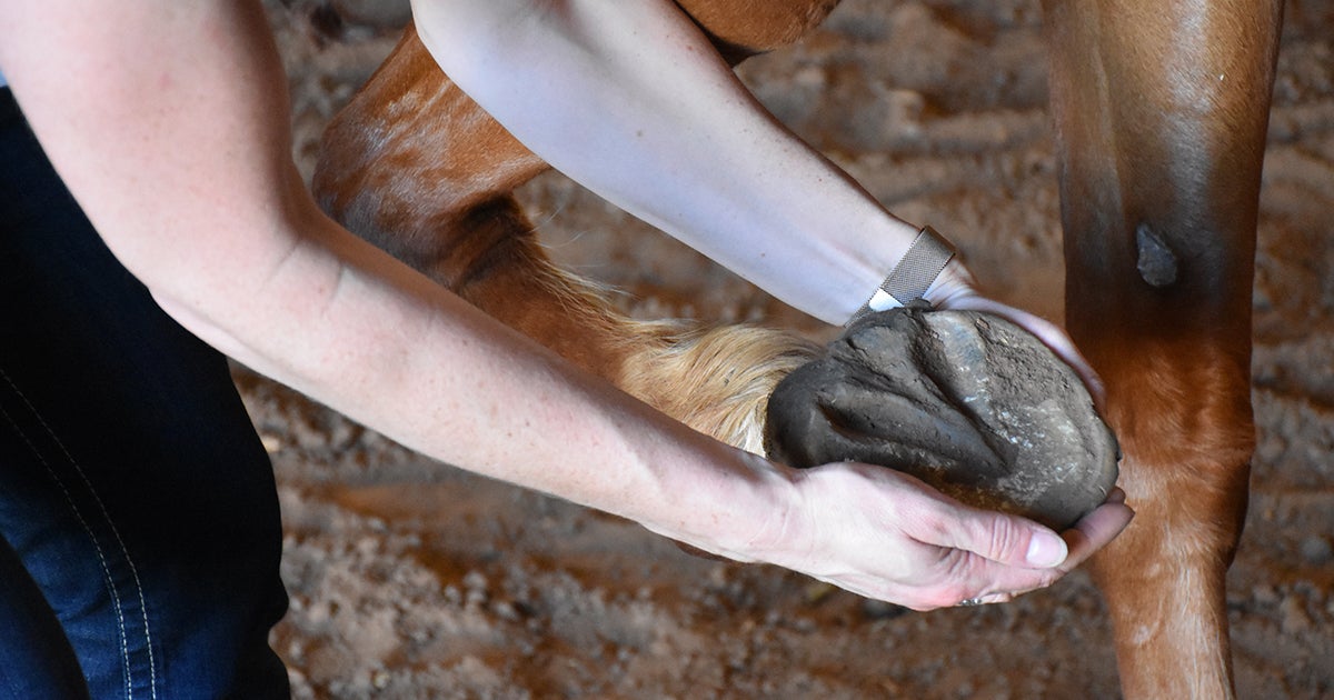 It Behooves You to Know These Six Fun Facts About Horse Hooves! ASPCA