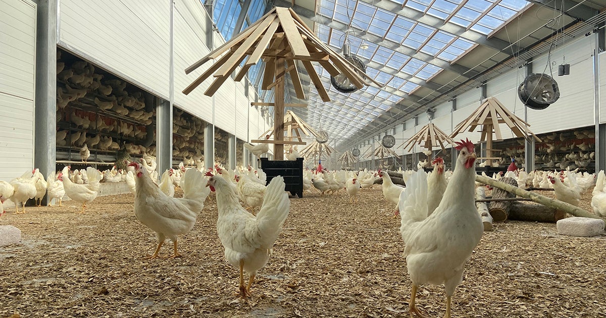 Better Eggs Are Coming as Kipster Flocks to the U.S.! ASPCA