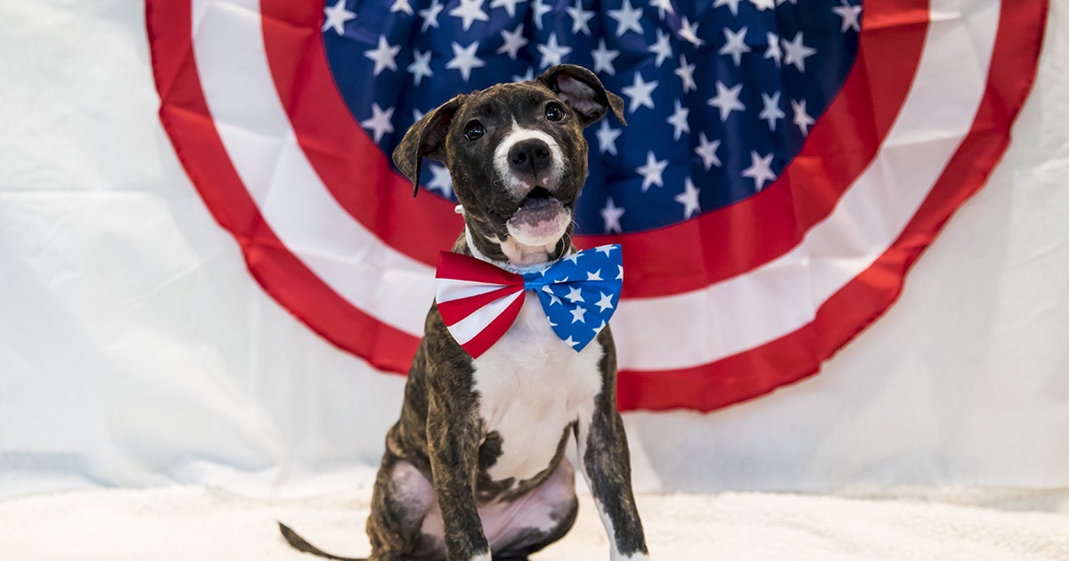 Are Pitbulls Legal In The Usa