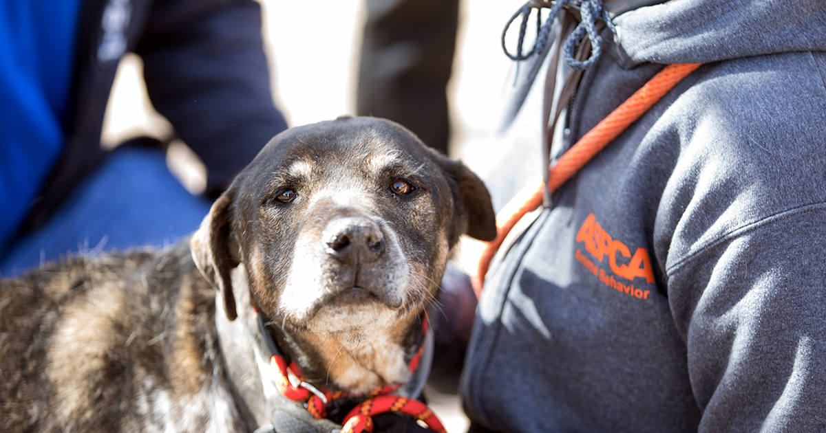 ASPCA Assists in Removal of Nearly 120 Dogs and Cats from Animal Sanctuary  in New Mexico | ASPCA