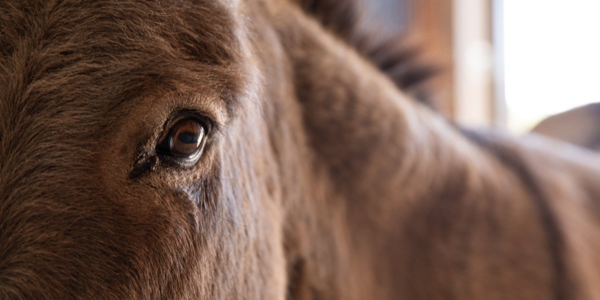 Celebrating One Year of Helping Horses in Oklahoma and Beyond ASPCA