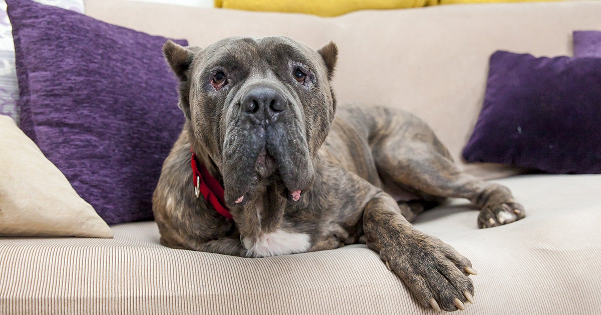 Support the Pets Belong with Families Act to Keep Pets and People