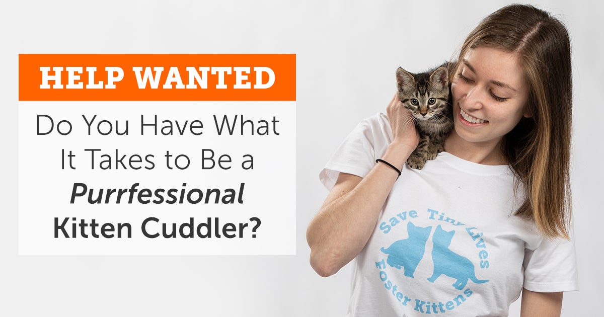Yes, This Is a Real Job! How to Be a Purrfessional Kitten Cuddler ASPCA