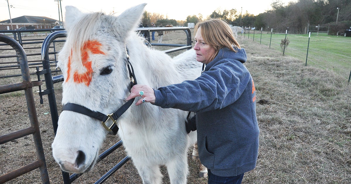 Breaking News ASPCA Steps In to Provide Emergency Assistance for South