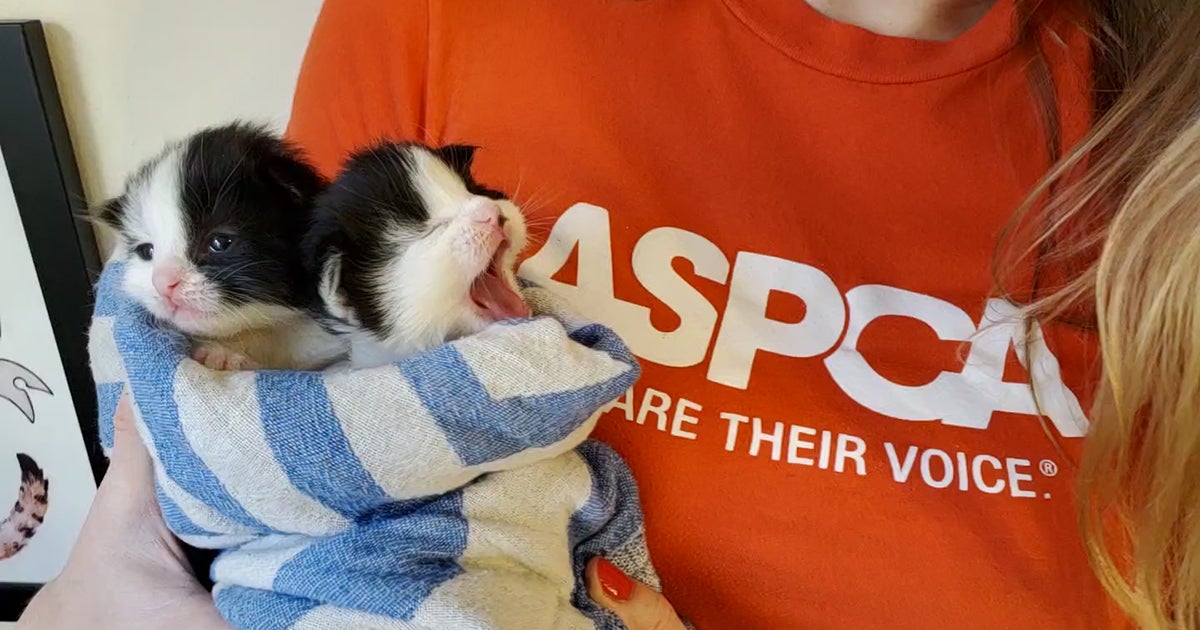Coming Together for Animals in Need | ASPCA