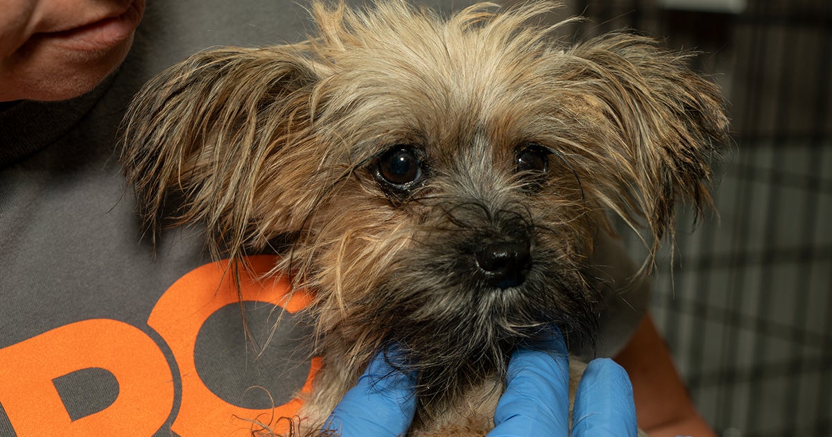UPDATE Charges Announced In Florida Animal Cruelty Case ASPCA update-charges-announced-in-florida-animal-cruelty-case-aspca