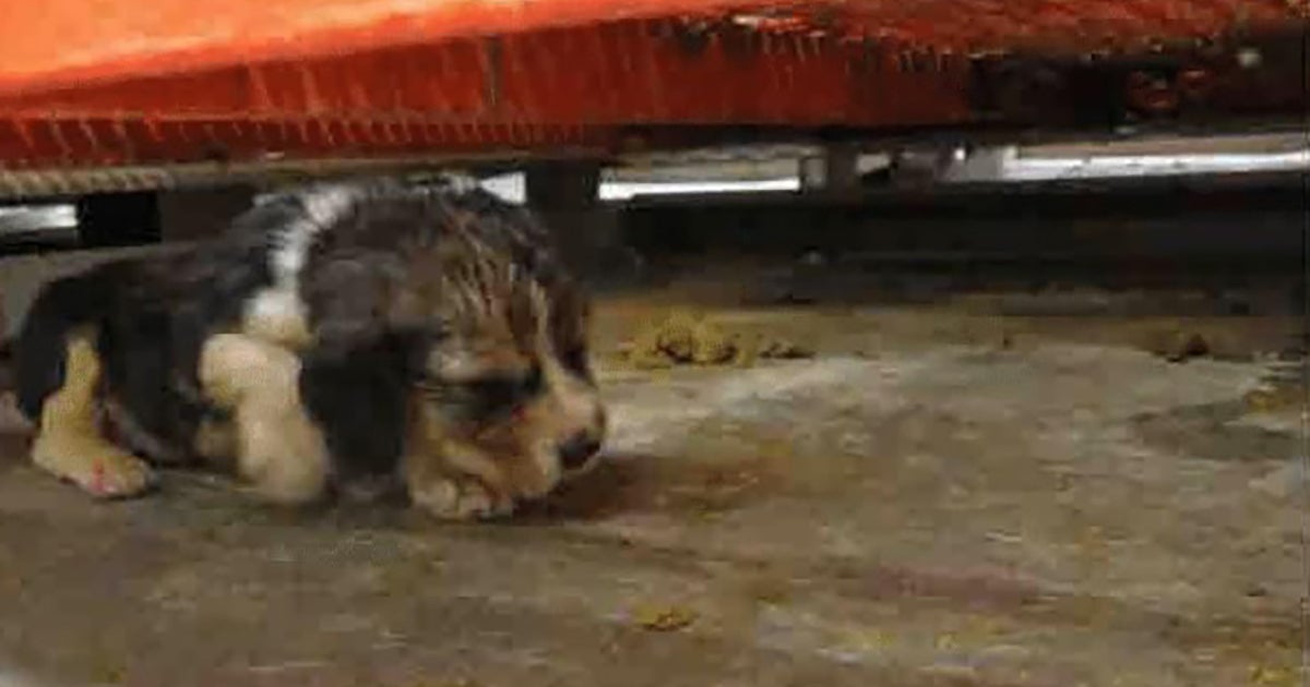 Do I Need A Licence To Sell Dogs