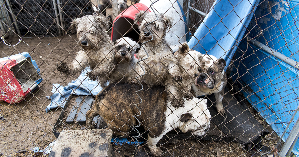 The USDA Is Letting Puppy Mills Operate Without Inspections | ASPCA