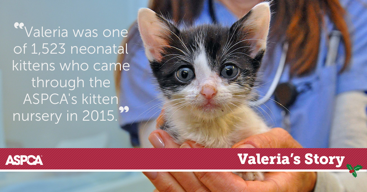 Tiny Heart, Big Love: ASPCA Kitten Nursery Helps Save Valeria's Life