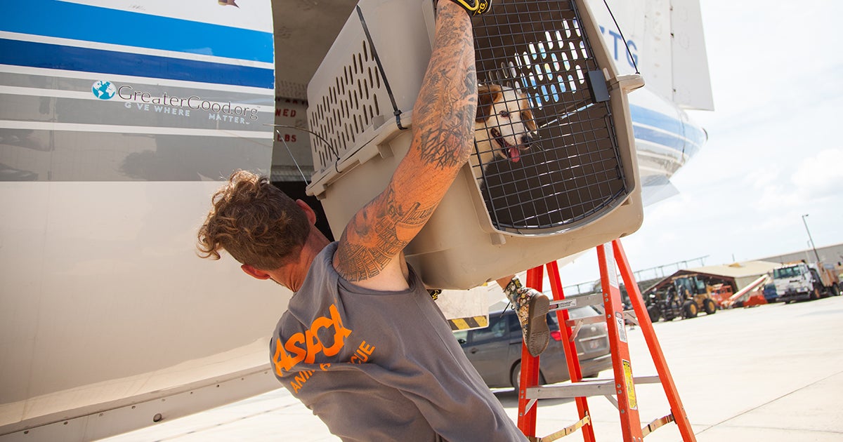 Wings of Rescue and ASPCA Evacuate More than 100 Shelter Animals in the ...