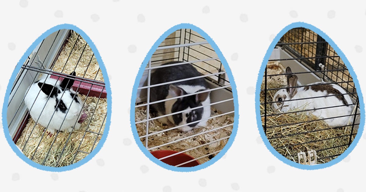 Rabbits Rescued from Neglect Looking to Hop into Loving Homes | ASPCA