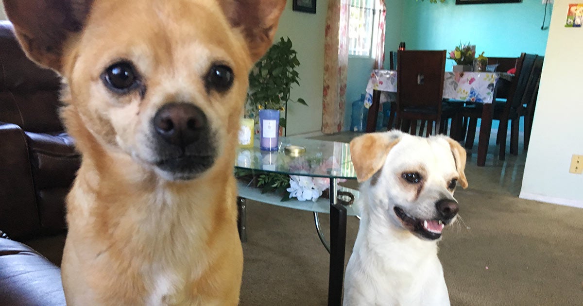 how to calm a chihuahua down