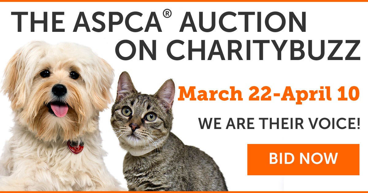 You Can Bid Now to Support the ASPCA! ASPCA