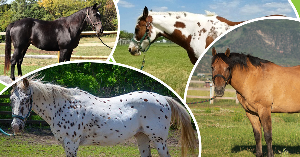 A Horse Of A Different Color: Common Equine Coat Colors! | Aspca