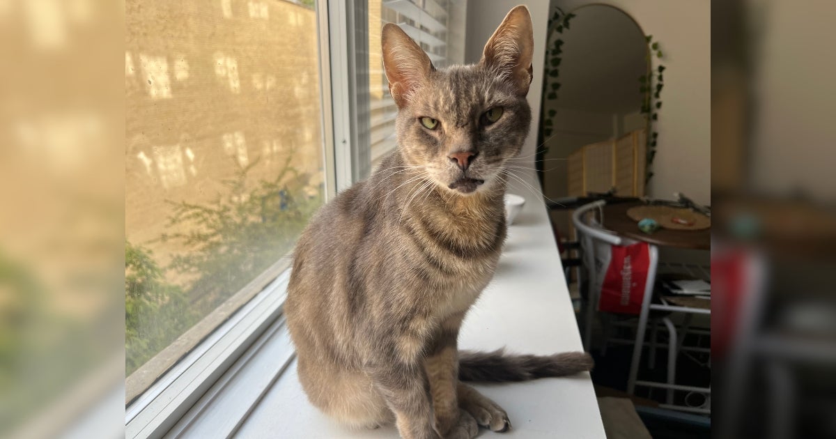 A Purr-fectly Sweet Treat, Crepe Is Waiting for You!