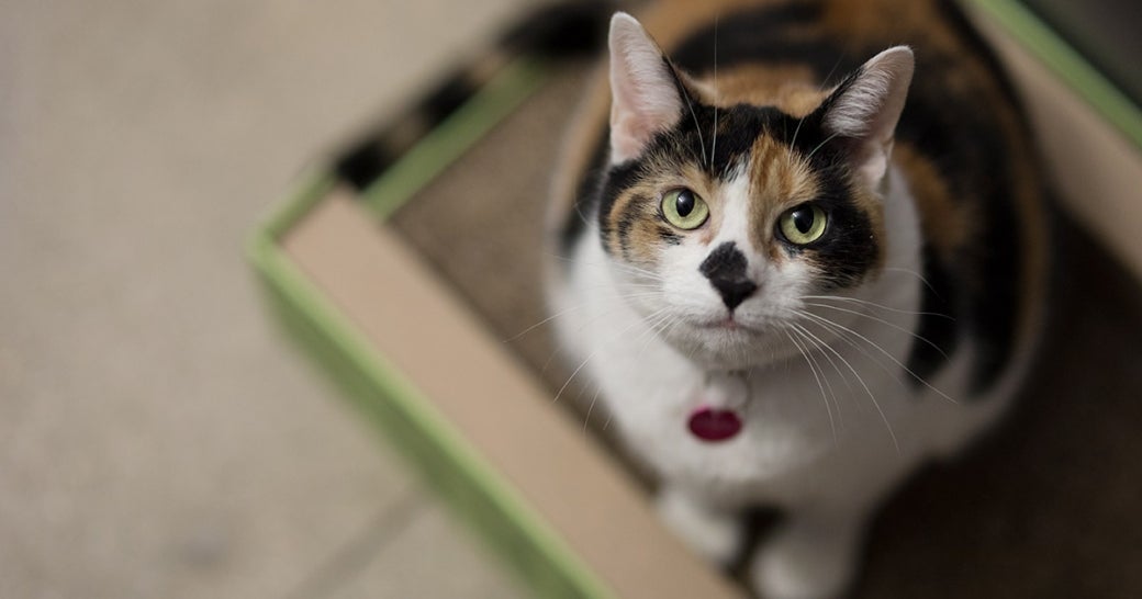 See Our Cats “at Work!” Watch the ASPCA’s Office Foster Felines Get