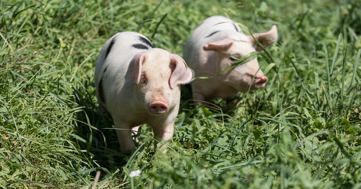 Our Fight Against Inhumane “Depopulation” Methods ASPCA