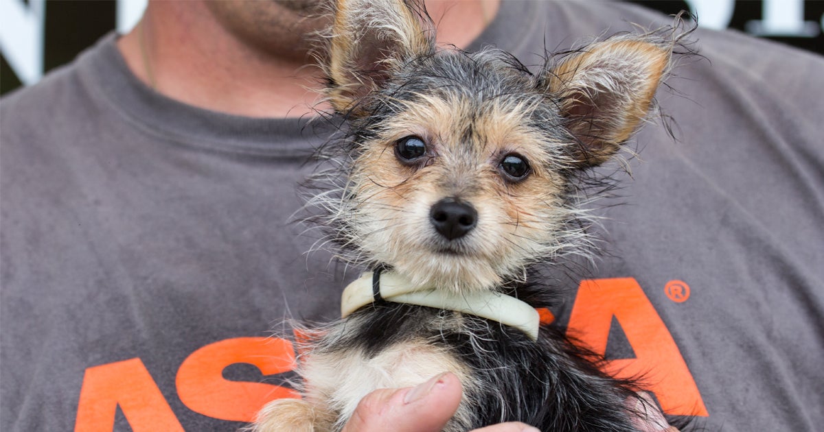 Announced Puppy Mill Inspections Good or Bad? ASPCA