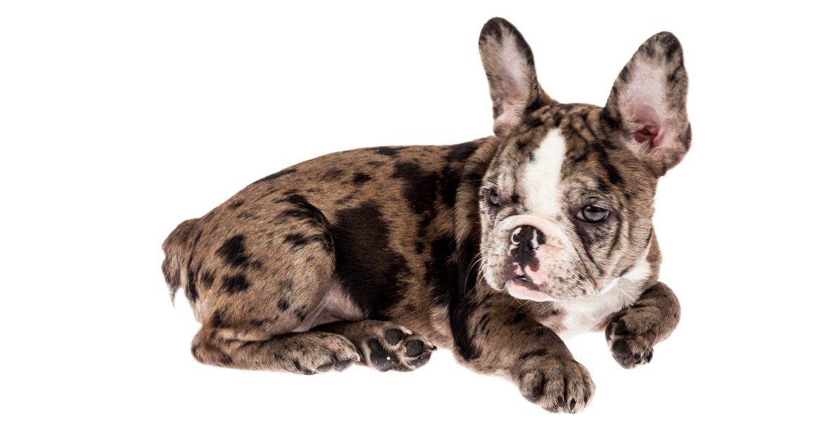 Rare” or “Exotic” Puppies Signal Red Flags | ASPCA