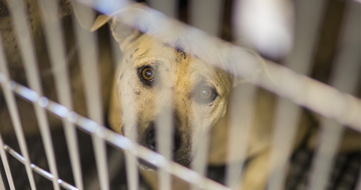 What Is Dogfighting, Why Does It Still Happen and How Can I Stop It