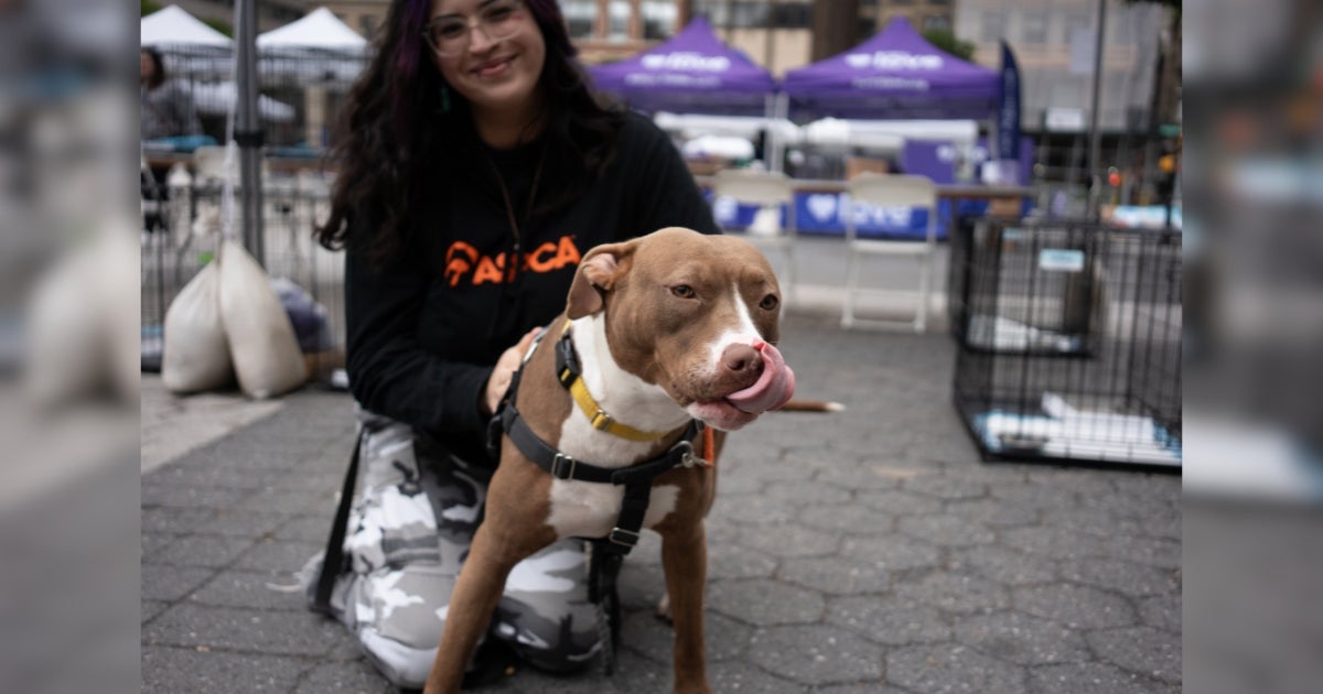 Kick Off Your Summer With These Fabulous Adoption Events!