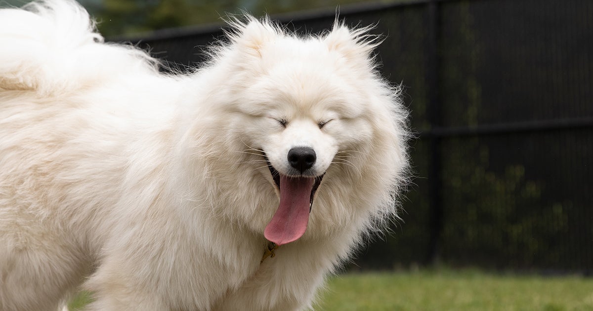 Puppy Mill Dog Behavior Problems: Unveiling Hidden Challenges