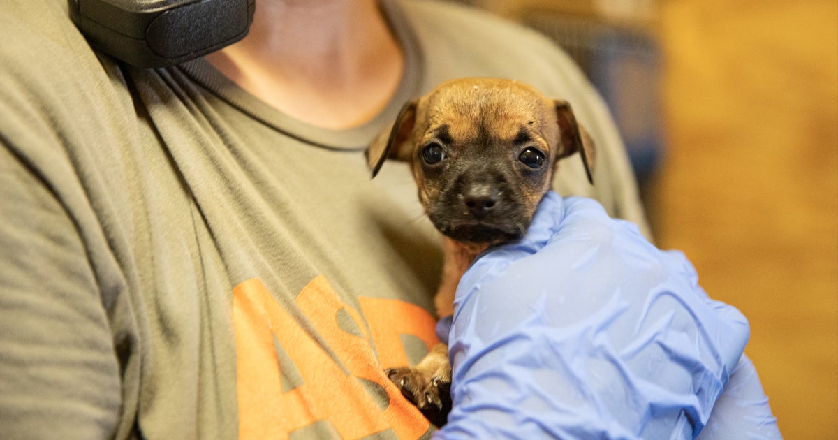 Aspca Provides Emergency Sheltering For Displaced Louisiana Animals Aspca