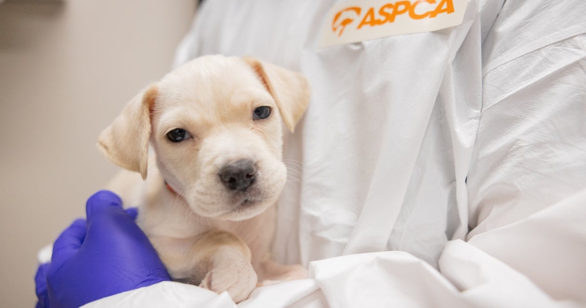 glp 1 dogs Pet Safety Alert: Rising GLP-1 Pet Exposures