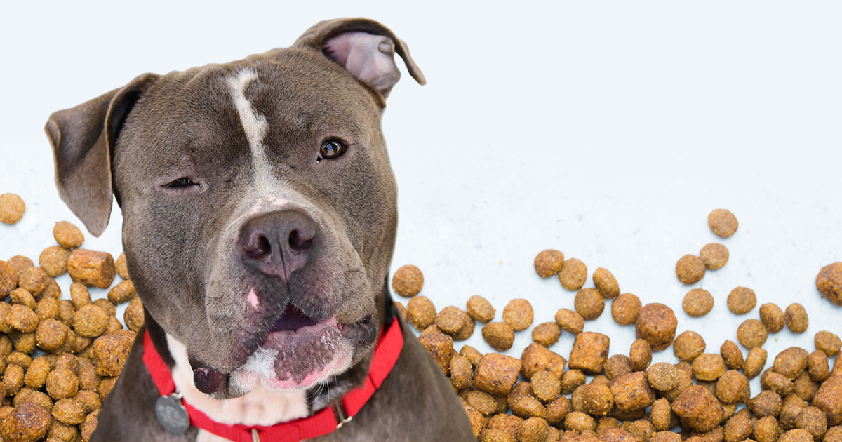 what dog foods cause heart disease