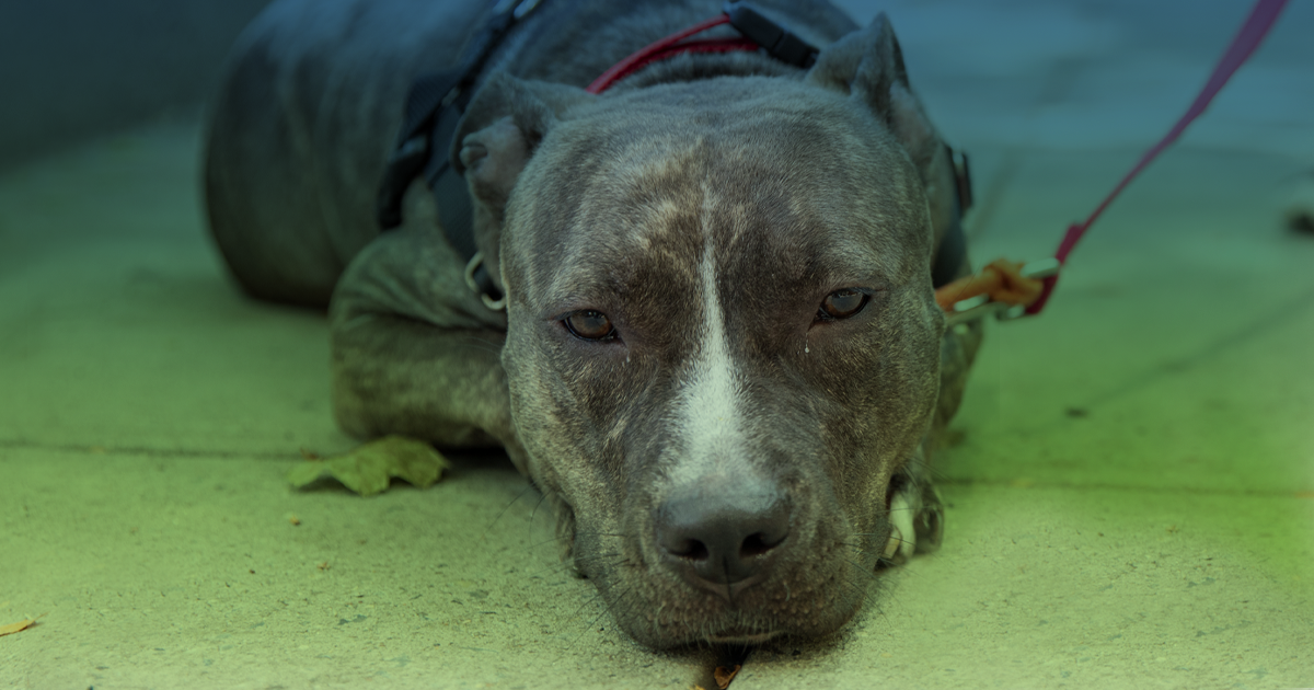 BlueGreen Algae Toxicity What You Need to Know to Keep Your Pet Safe