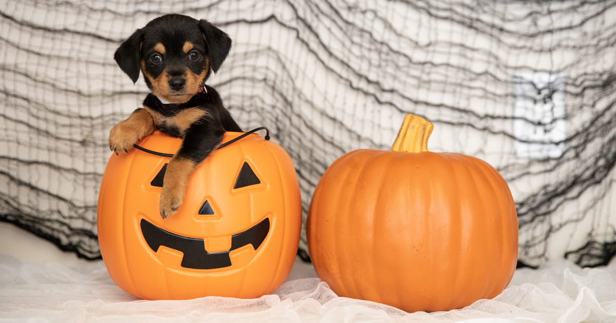 Picture Pug dog Hat Tongue Pumpkin Halloween animal 2560x1440